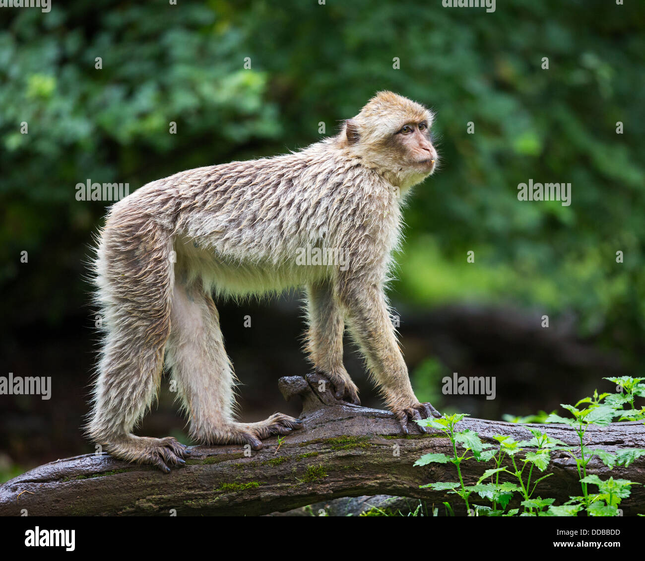 Berberaffe (Macaca Sylvanus) balancieren auf einem umgestürzten Baum Stockfoto