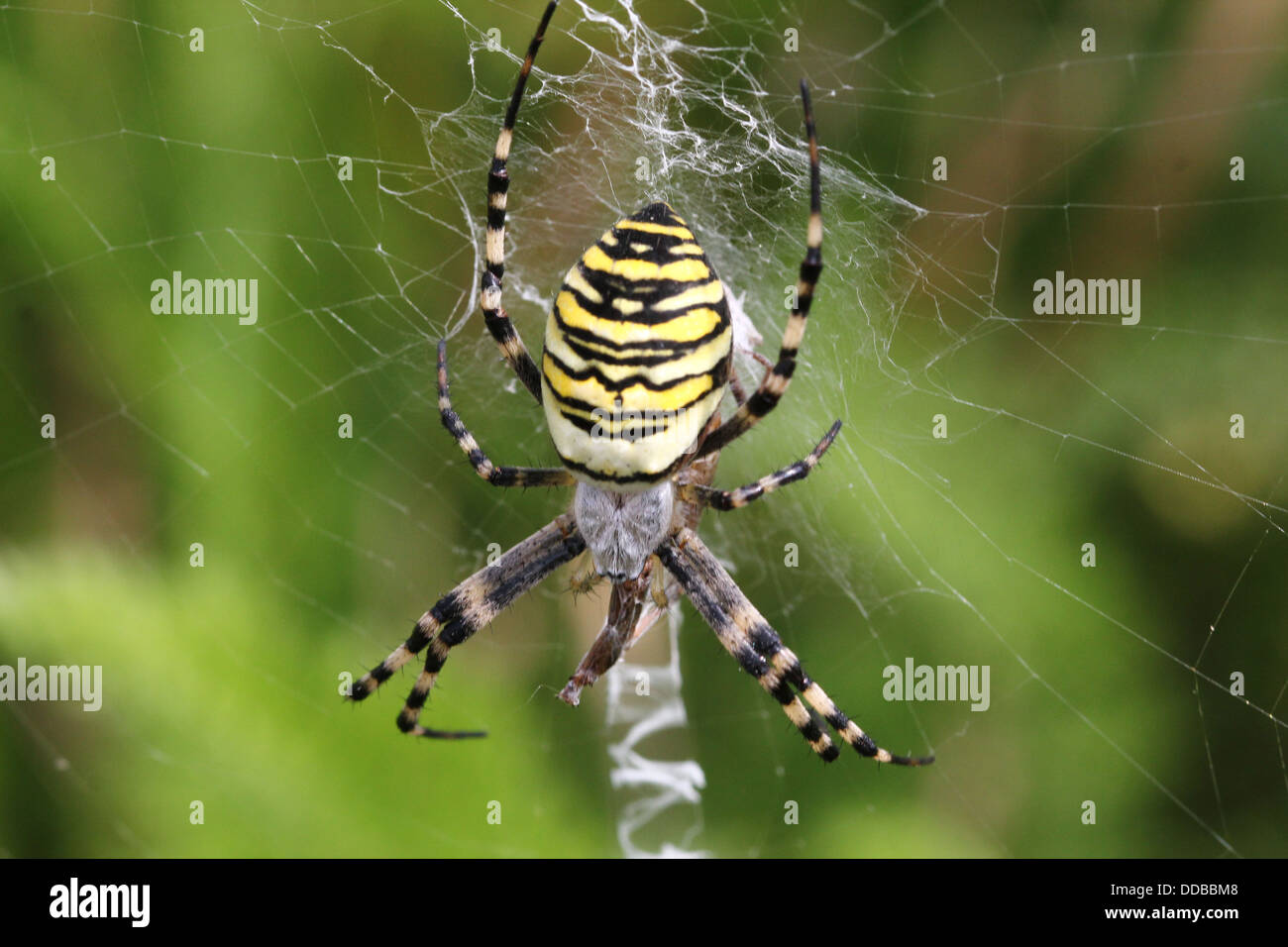 Nahaufnahme des weiblichen Wasp Spider (Argiope Bruennichi) ernähren sich von Insekten in ihrem Netz gefangen Stockfoto