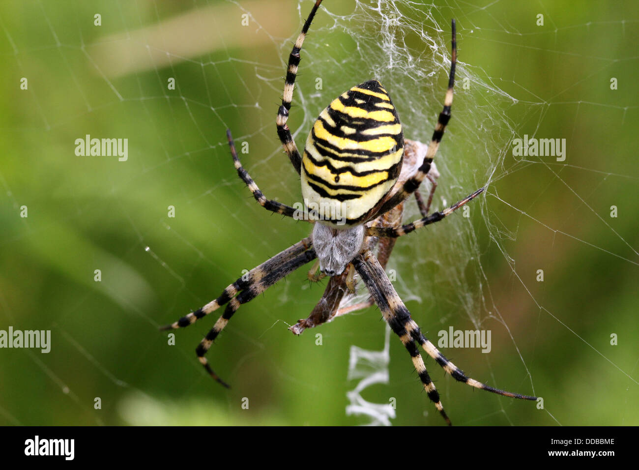 Nahaufnahme des weiblichen Wasp Spider (Argiope Bruennichi) ernähren sich von Insekten in ihrem Netz gefangen Stockfoto