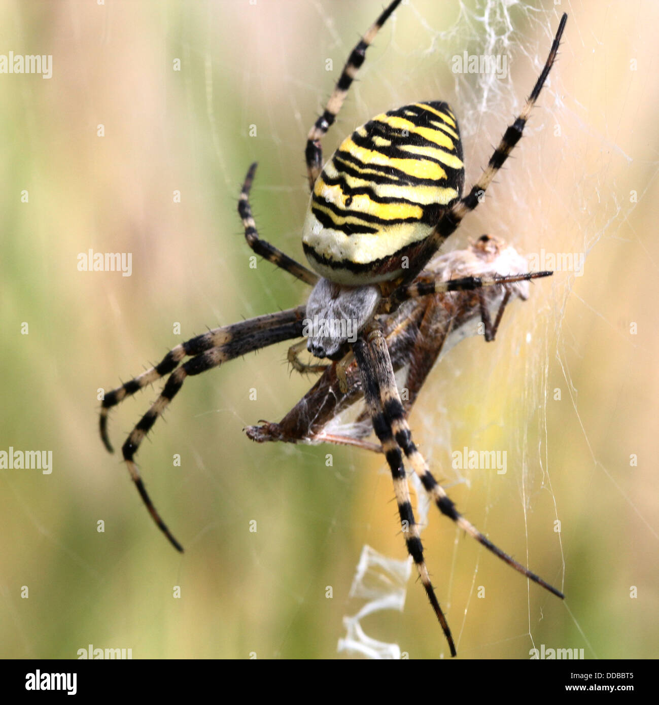 Nahaufnahme des weiblichen Wasp Spider (Argiope Bruennichi) ernähren sich von Insekten in ihrem Netz gefangen Stockfoto