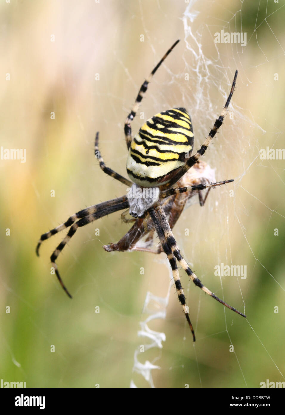 Nahaufnahme des weiblichen Wasp Spider (Argiope Bruennichi) ernähren sich von Insekten in ihrem Netz gefangen Stockfoto