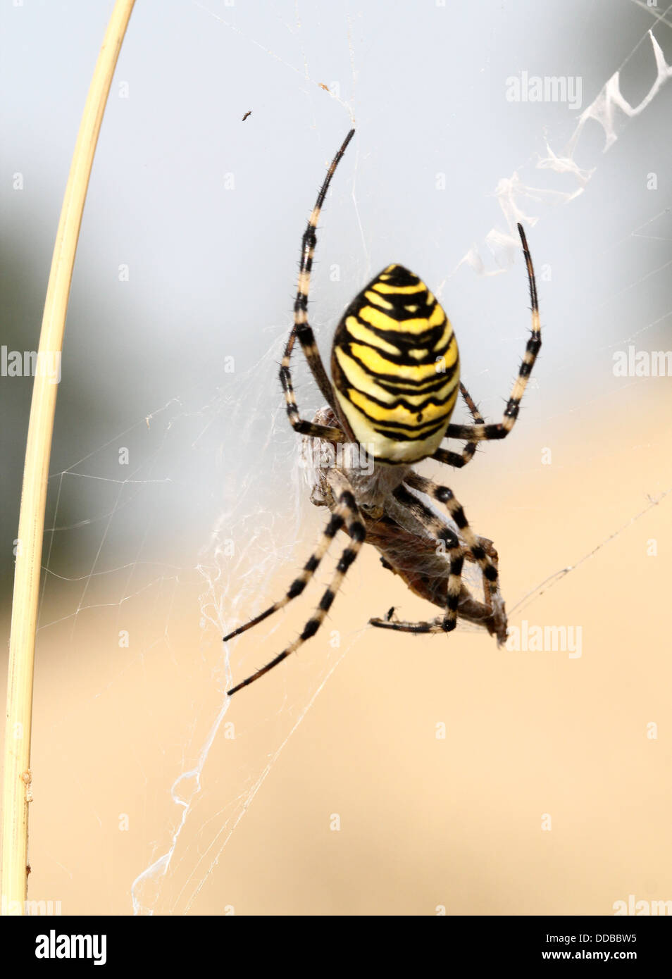 Nahaufnahme des weiblichen Wasp Spider (Argiope Bruennichi) ernähren sich von Insekten in ihrem Netz gefangen Stockfoto