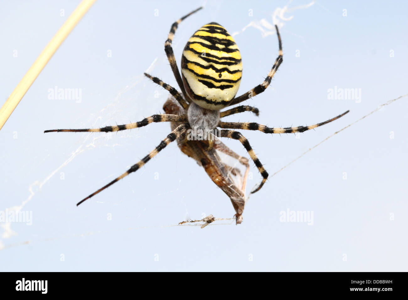 Nahaufnahme des weiblichen Wasp Spider (Argiope Bruennichi) ernähren sich von Insekten in ihrem Netz gefangen Stockfoto