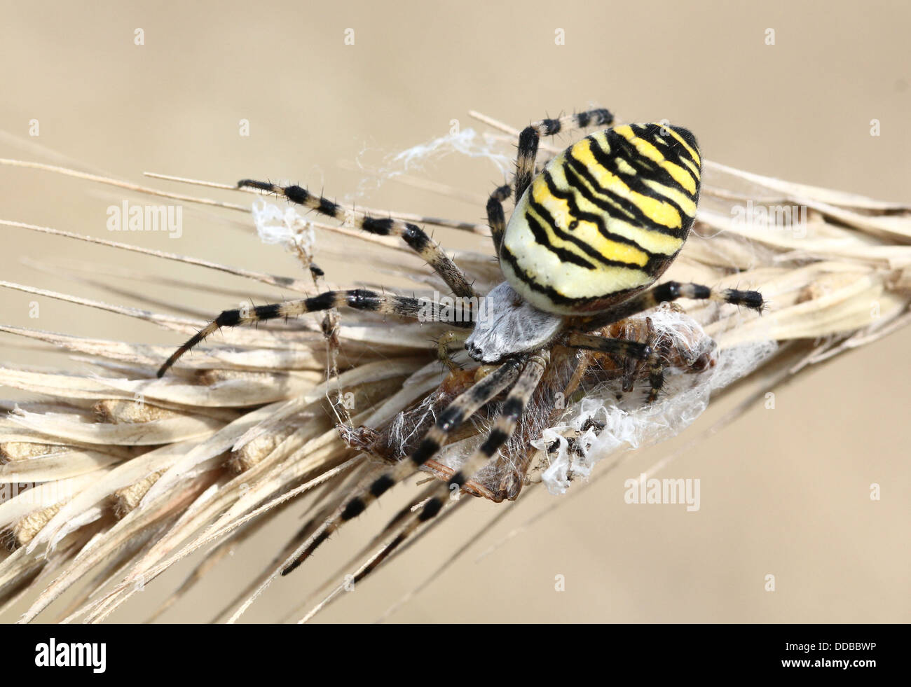 Nahaufnahme des weiblichen Wasp Spider (Argiope Bruennichi) posiert auf einer Ähre Stockfoto