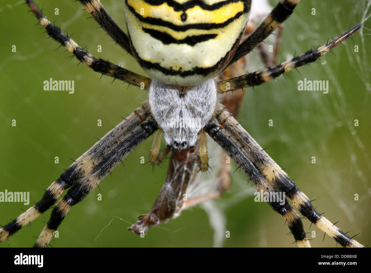 Super-detaillierte Nahaufnahme der weiblichen Wasp Spider (Argiope Bruennichi) ernähren sich von Insekten in ihrem Netz gefangen Stockfoto
