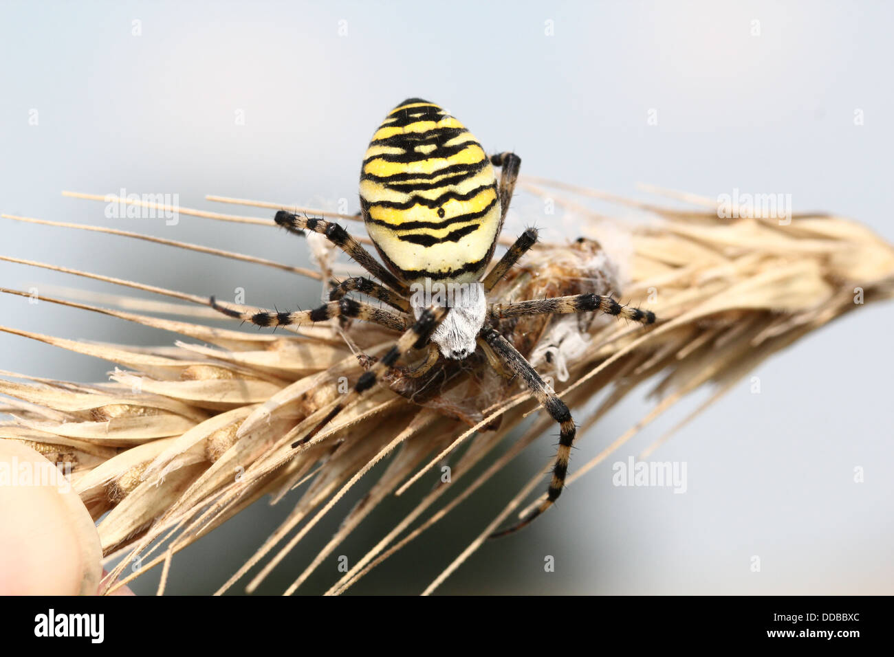 Nahaufnahme des weiblichen Wasp Spider (Argiope Bruennichi) posiert auf einer Ähre Stockfoto
