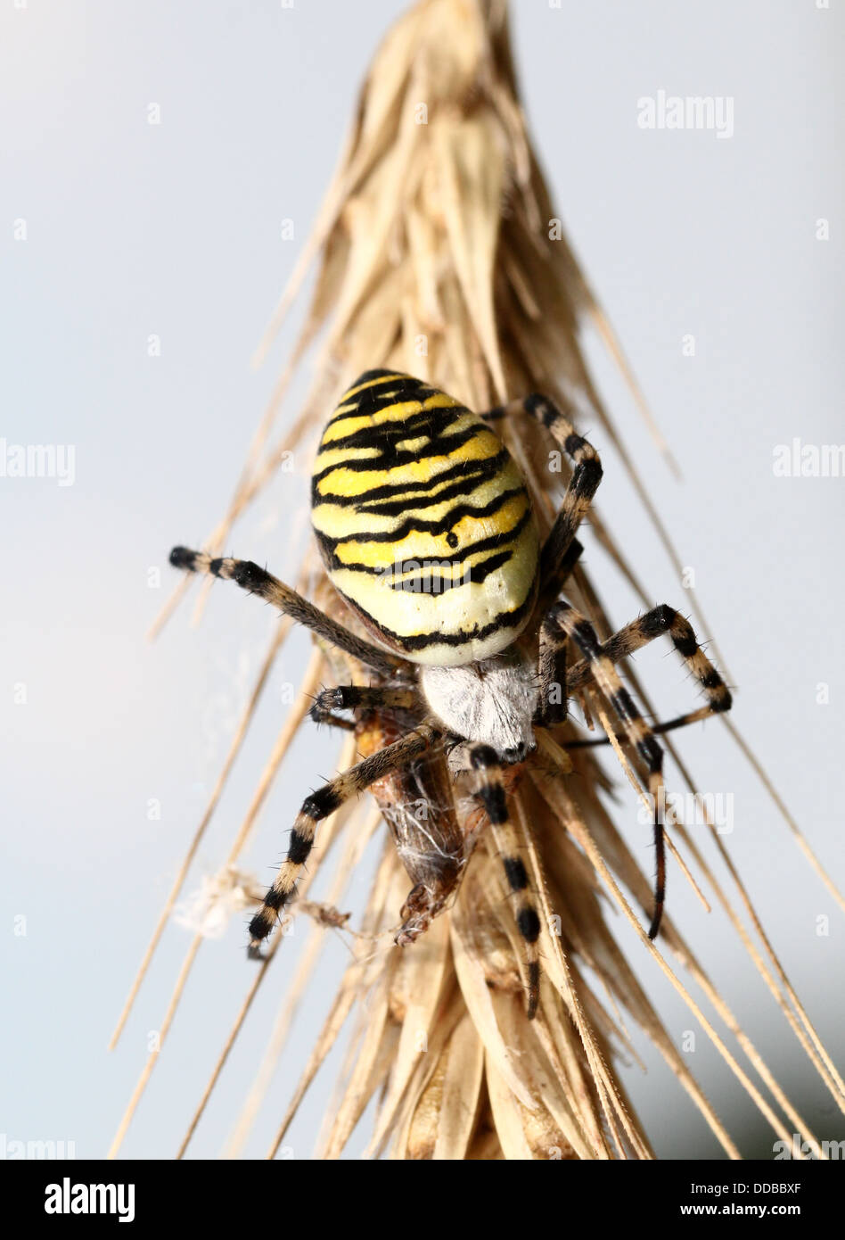 Nahaufnahme des weiblichen Wasp Spider (Argiope Bruennichi) posiert auf einer Ähre Stockfoto
