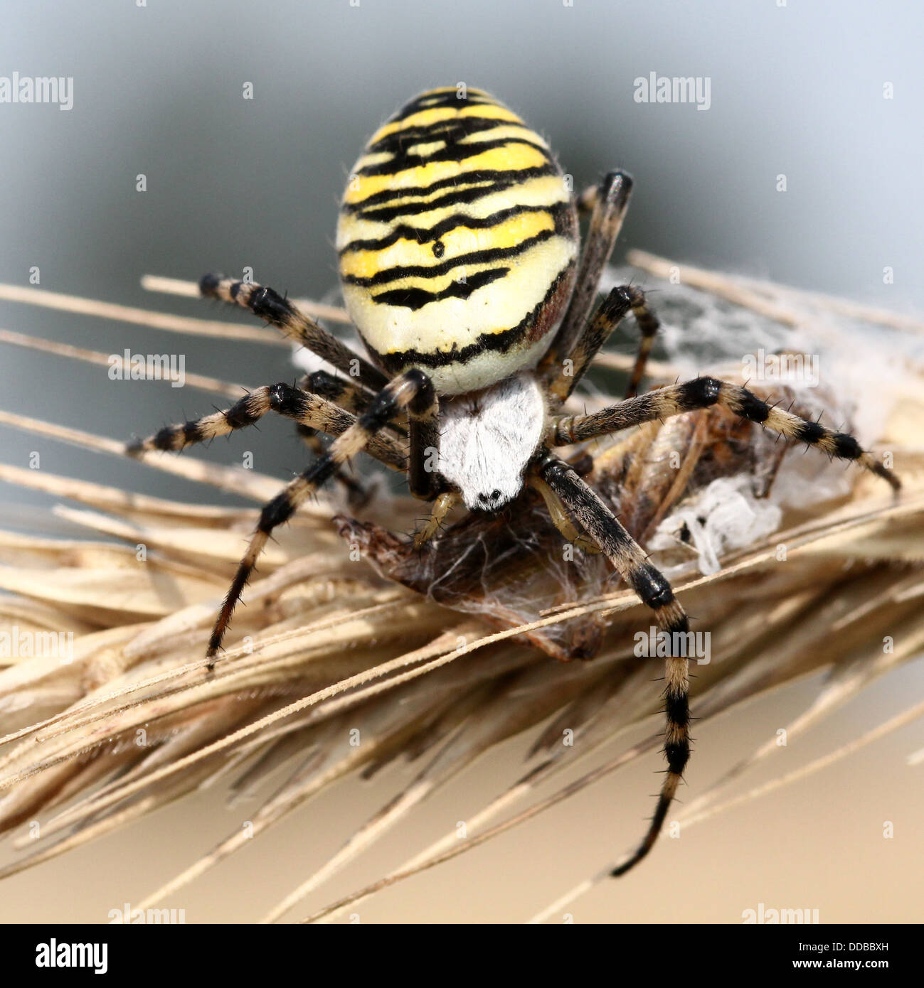 Nahaufnahme des weiblichen Wasp Spider (Argiope Bruennichi) posiert auf einer Ähre Stockfoto