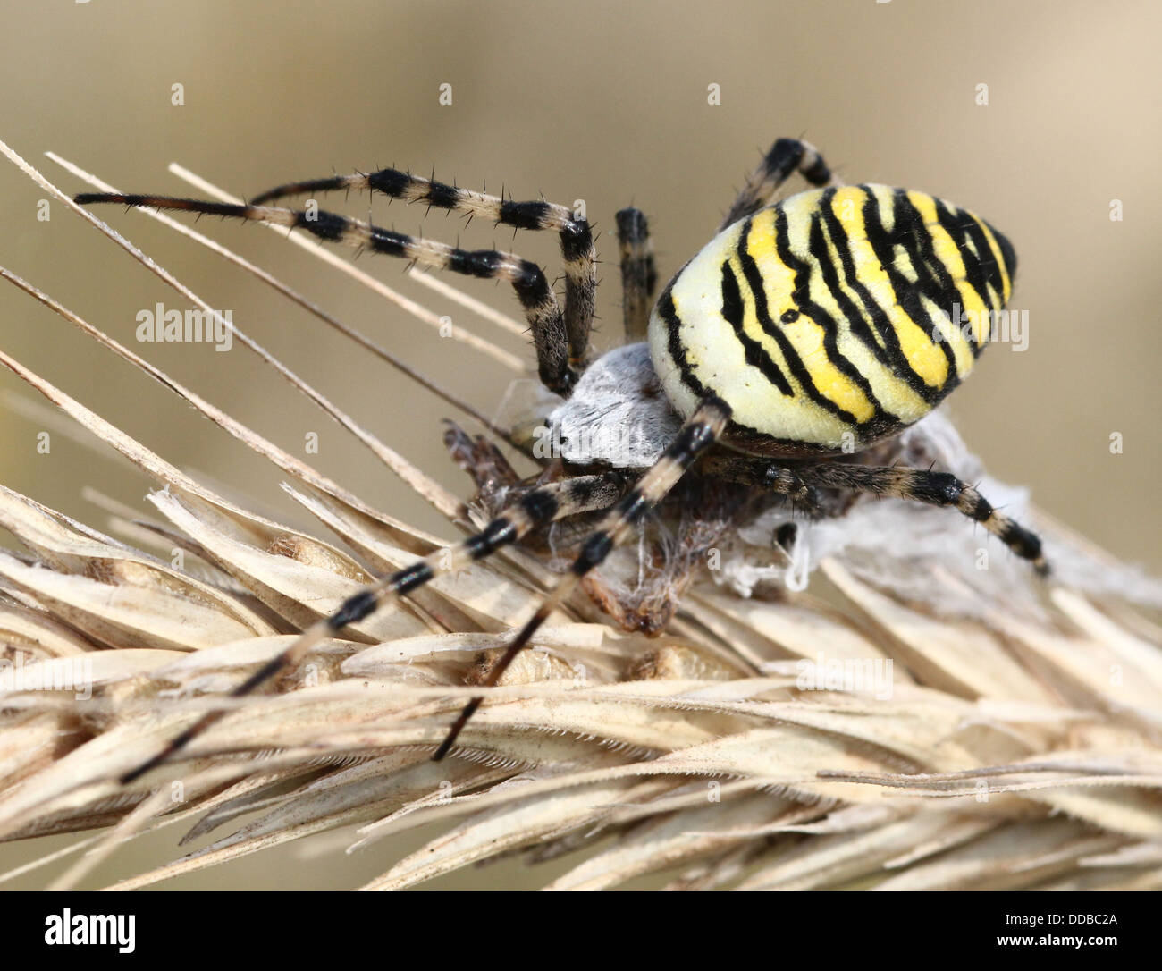 Nahaufnahme des weiblichen Wasp Spider (Argiope Bruennichi) posiert auf einer Ähre Stockfoto