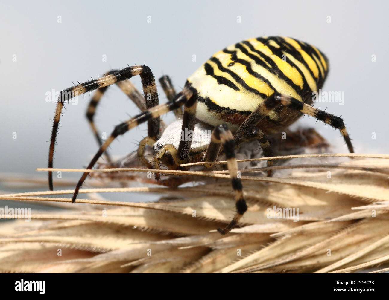 Nahaufnahme des weiblichen Wasp Spider (Argiope Bruennichi) posiert auf einer Ähre Stockfoto