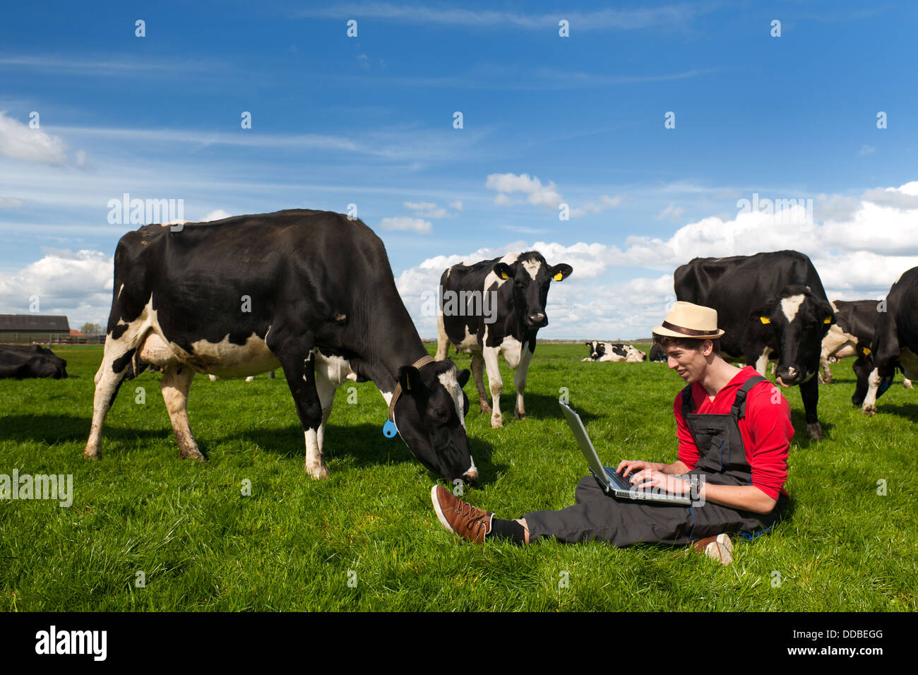 Junglandwirt mit Laptop im Feld mit Kühen Stockfoto