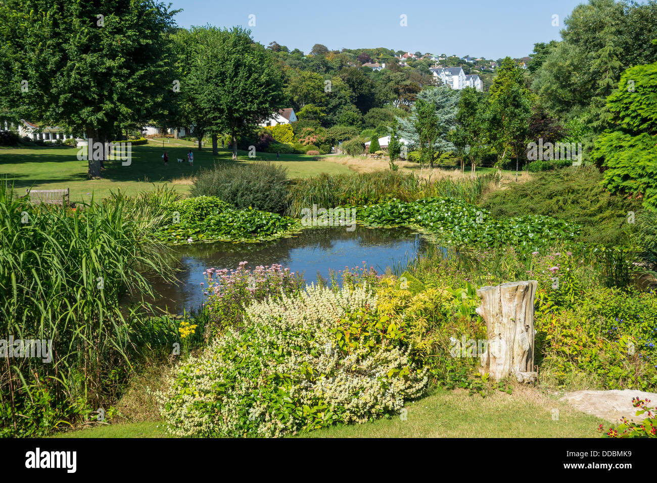 Die Pinien Garten St. Margarets Bay Dover Kent Stockfoto