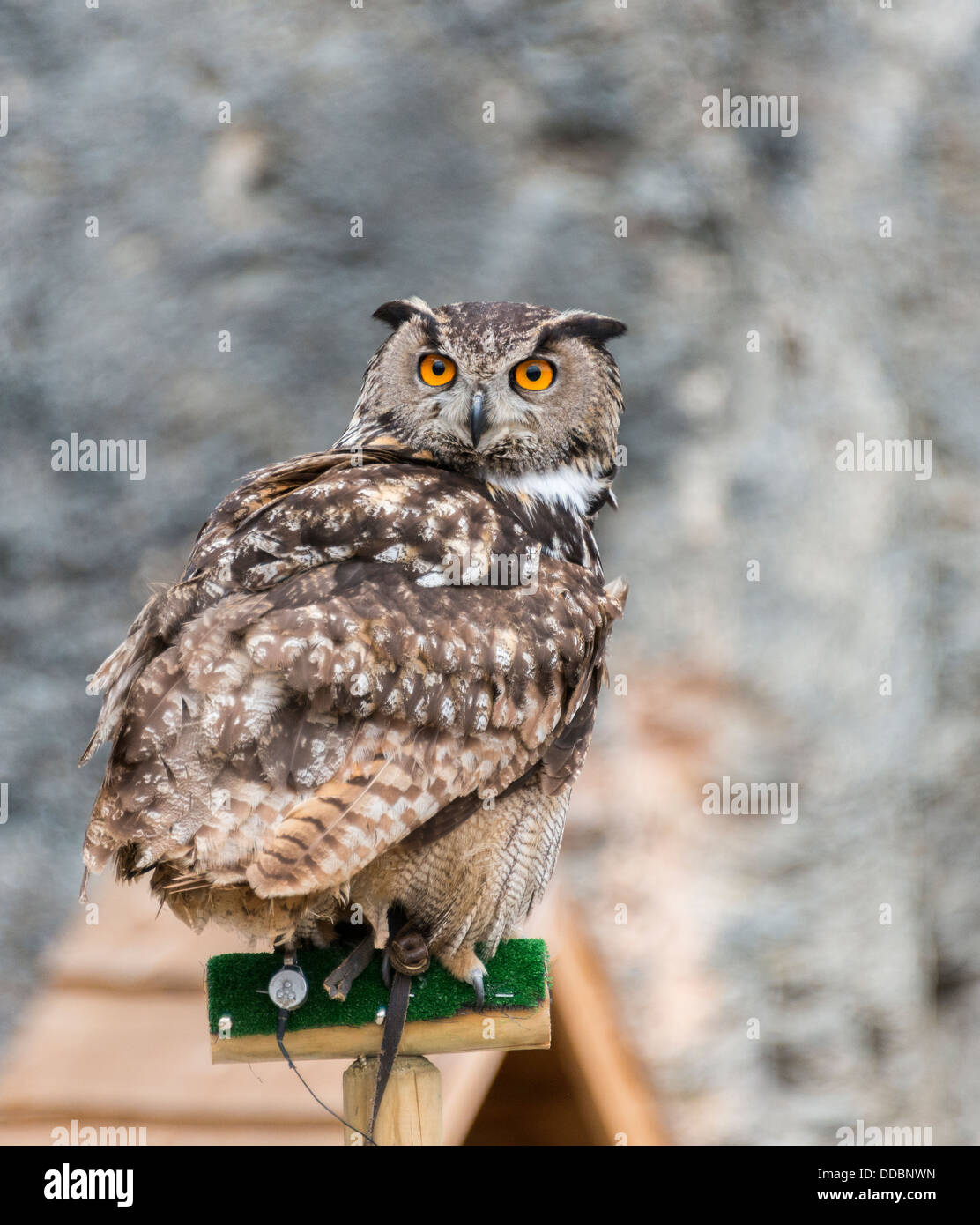 große Eule mit orangefarbenen Augen Blick in die Kamera Stockfoto