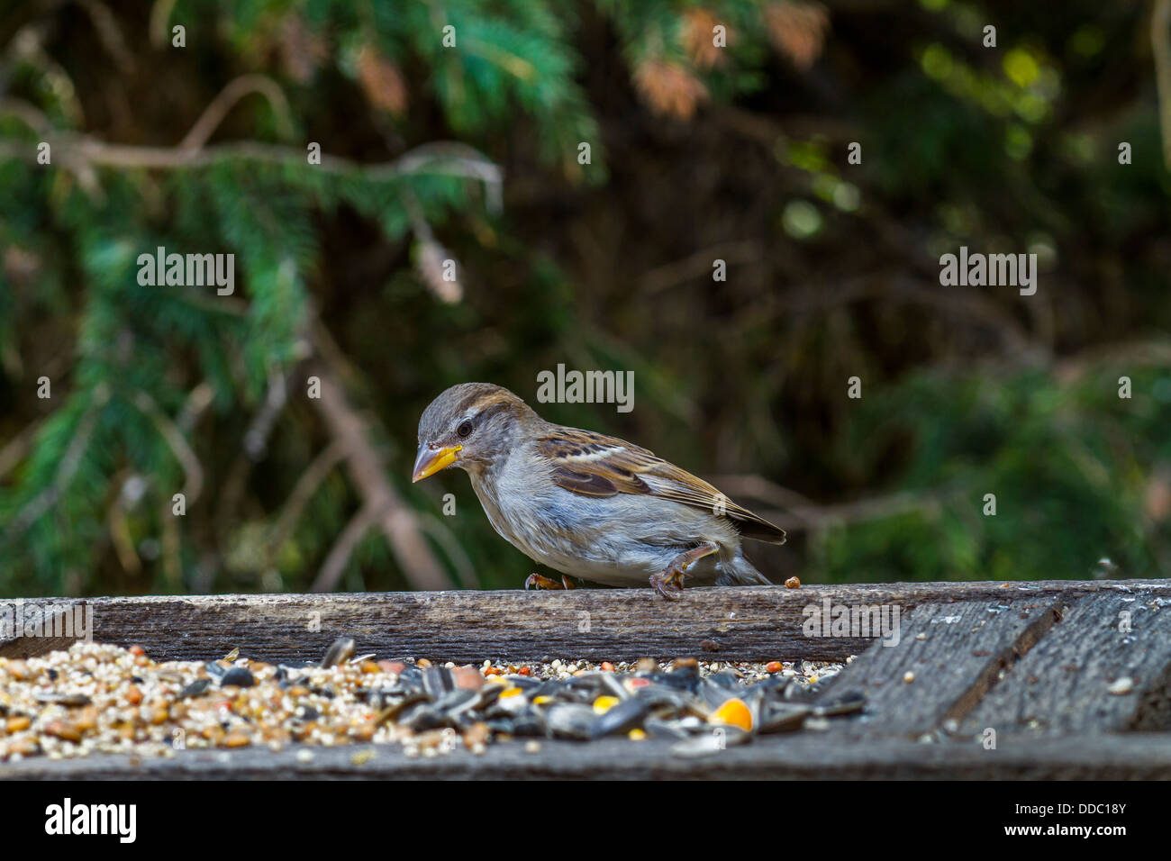 Haussperling (Passer Domesticus) bunte Weibchen thront und Fütterung in einem Hinterhof-Feeder mit Bäumen im Hintergrund. Stockfoto