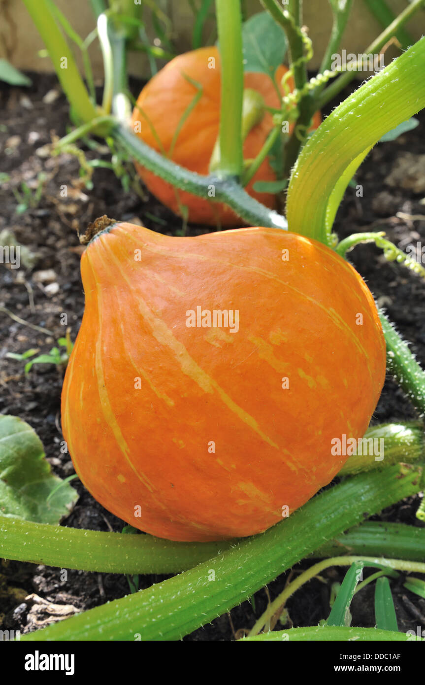 Nahaufnahme von einem Kürbis auf dem Boden in einem Garten Stockfoto