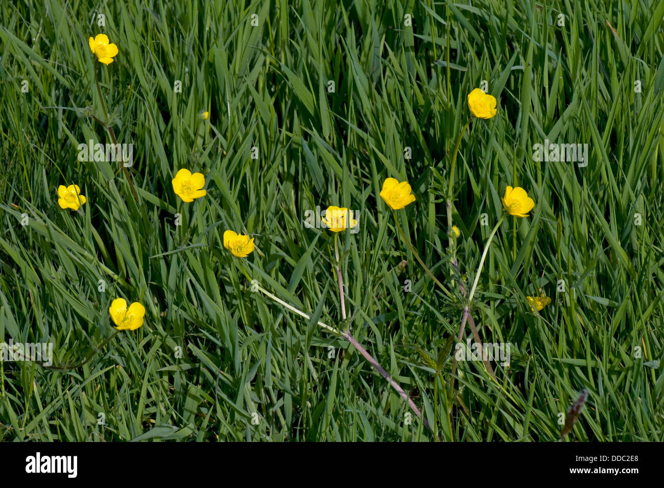 Feld oder Wiese Hahnenfuß, Ranunculus Acris, Blüte in einer Land-Wiese Stockfoto