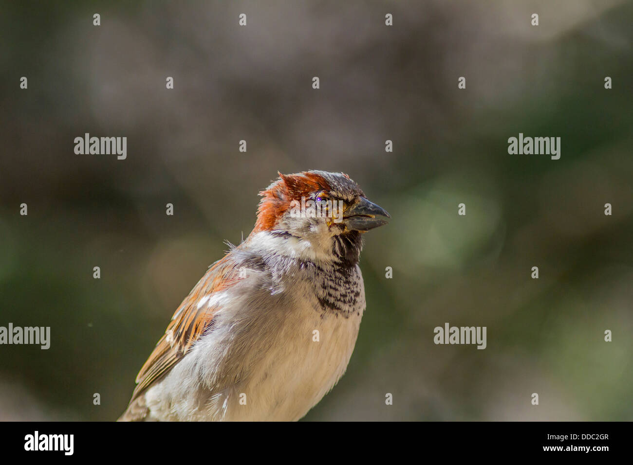 Haussperling (Passer Domesticus) männlich.  Ein rötliches-Braun gefärbt, Vogel, Fütterung in einem Hinterhof-Feeder. Stockfoto