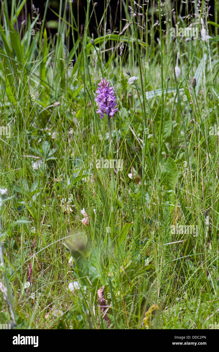 Gemeinsame gefleckte Orchidee Dactylorhiza Fuchsii, Anstieg der rauhen Wiesen blühen Stockfoto