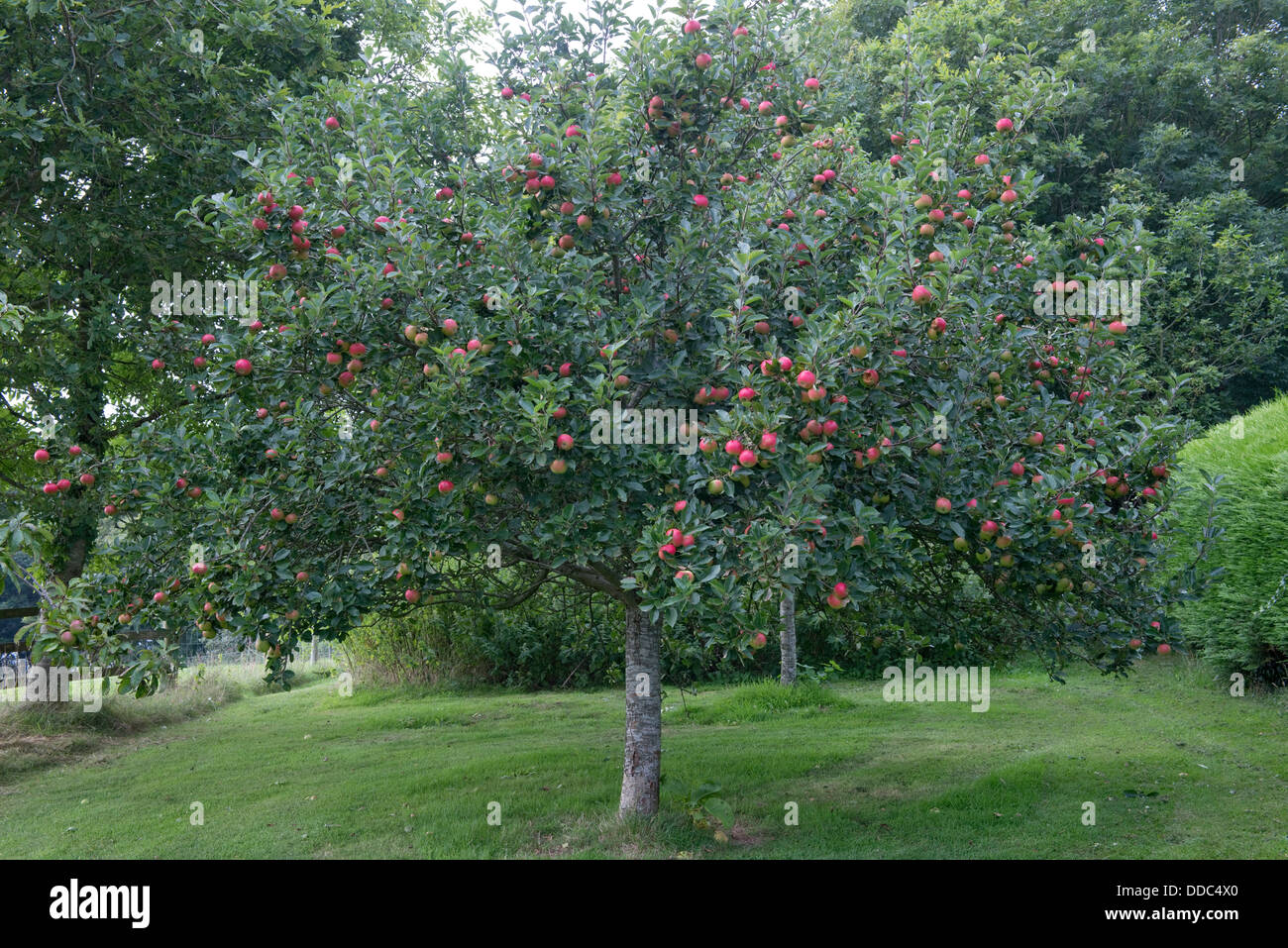 Ein Apfelbaum in reifen roten Früchten, verschiedene Entdeckung, in einem Landschaftsgarten Stockfoto