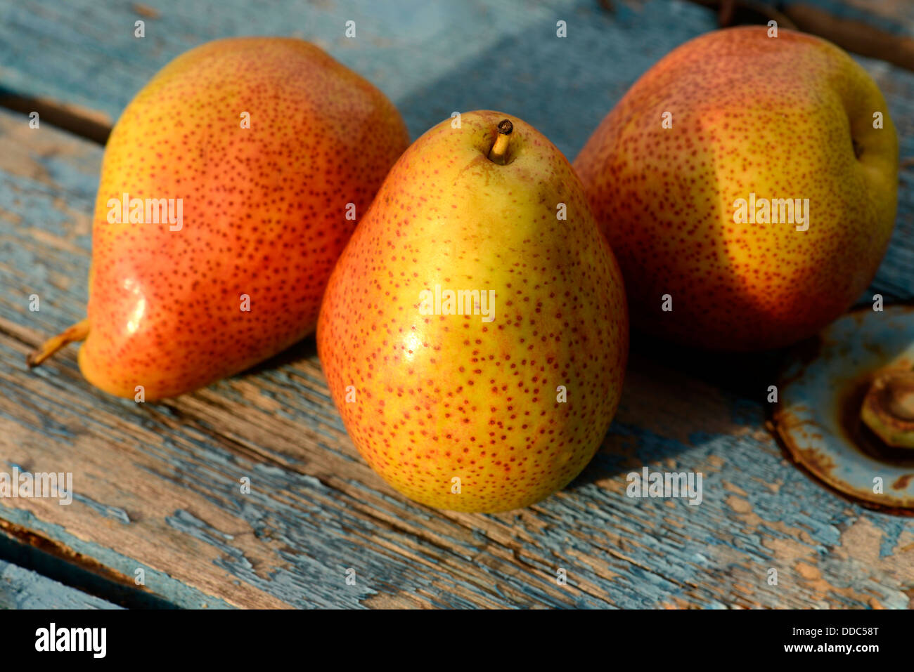 Forelle verschiedener Birnenfrucht. Stockfoto