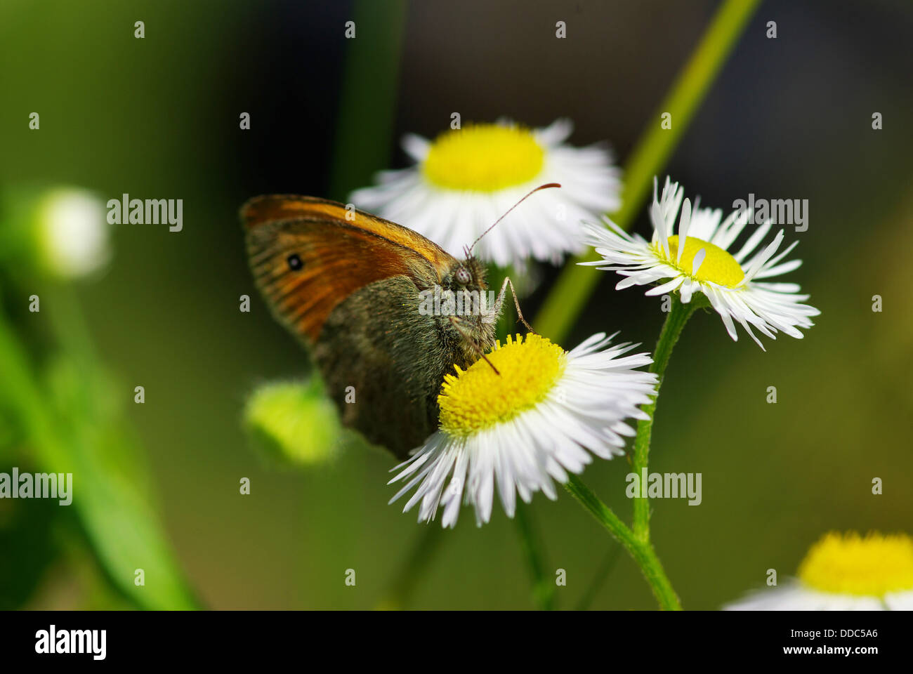 Schmetterling Stockfoto