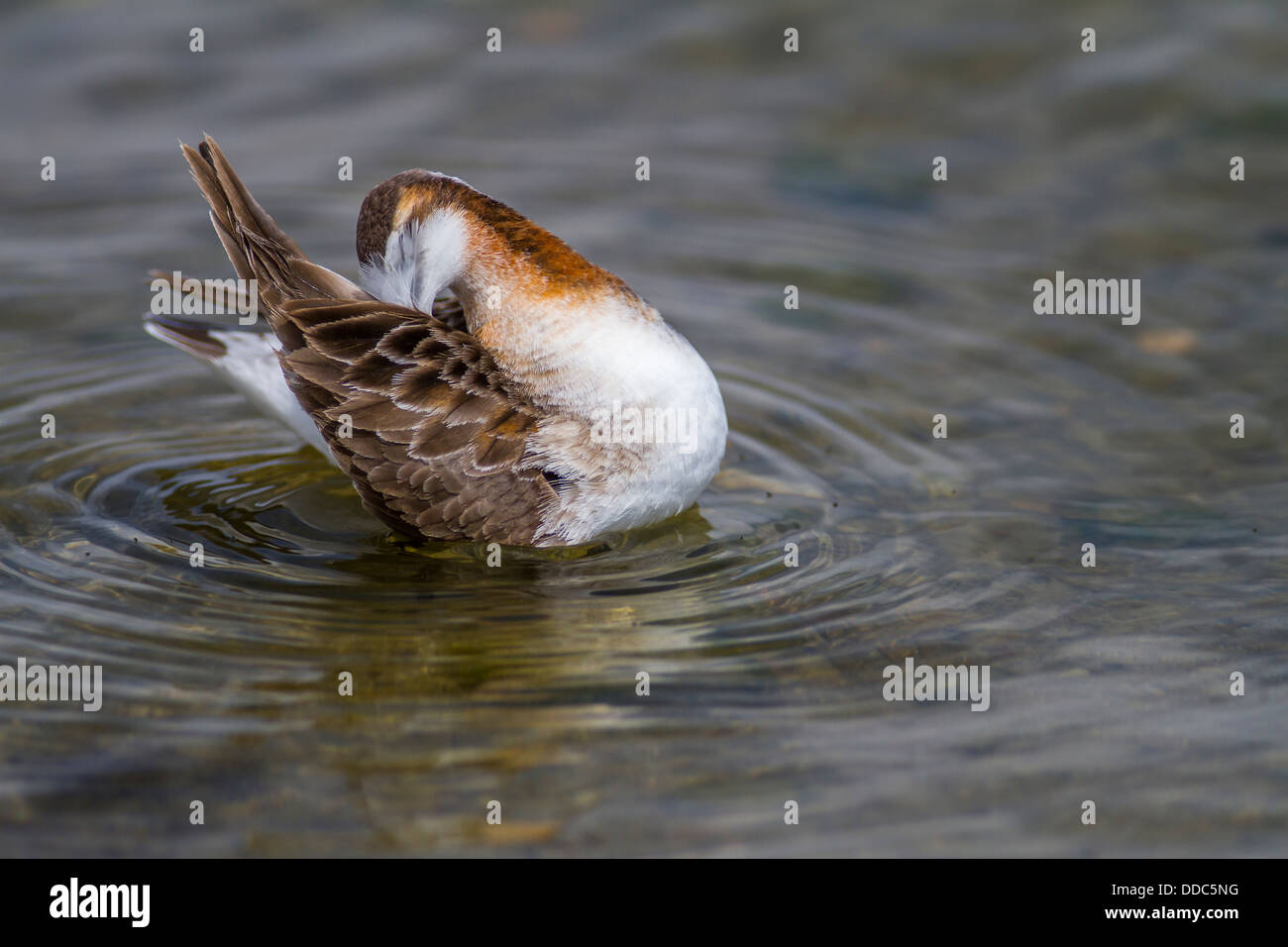 Wilsons Phalarope Male(Phalaropus tricolor) Verhalten von Reinigung und Federn im Wasser putzen. Sehr bunt und schön. Stockfoto