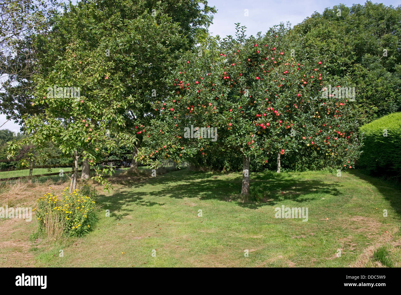 Ein Apfelbaum in reifen roten Früchten, verschiedene Entdeckung, in einem Landschaftsgarten Stockfoto