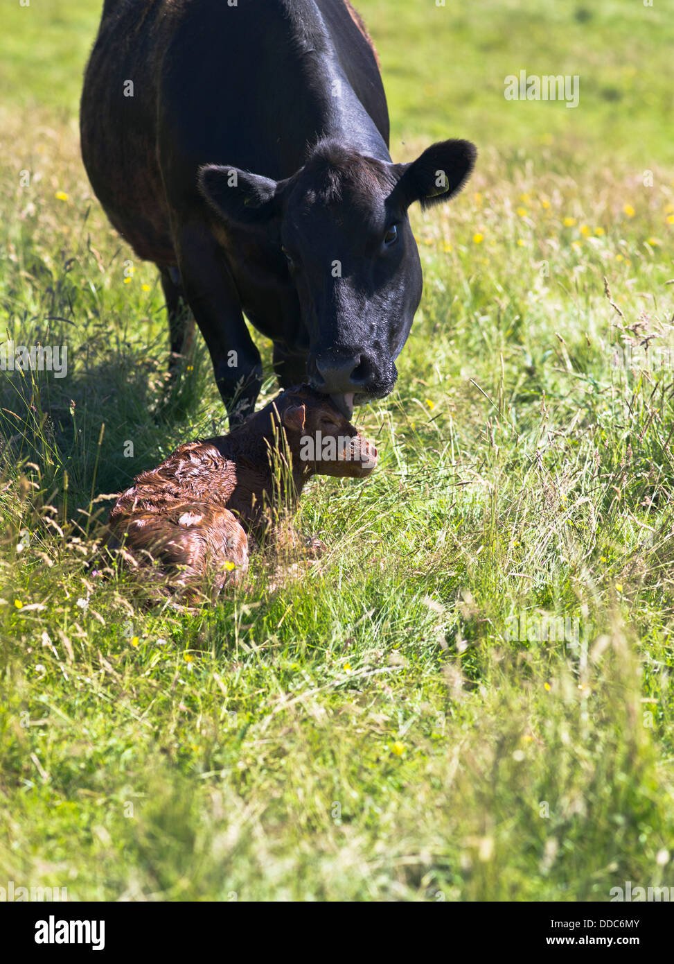 dh COWS UK Aberdeen Angus Crossbreed cow lecking newborn calf newborn birth Stockfoto