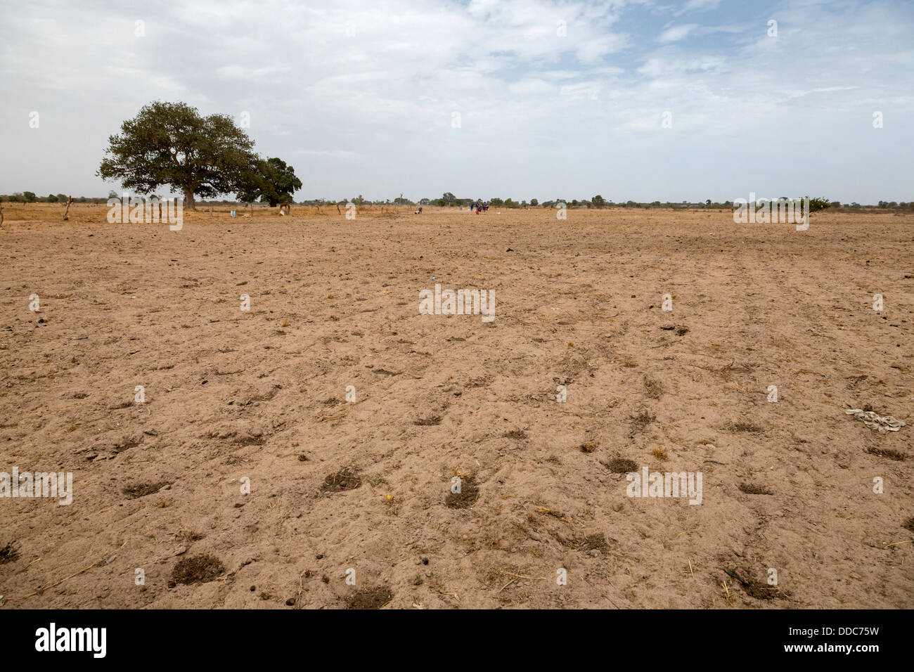 Hirse-Anbau. Kaolack, Senegal. Arbeitsintensive Methode besteht darin, Löcher von Kompost und Samen einzeln von hand gesetzt. Stockfoto