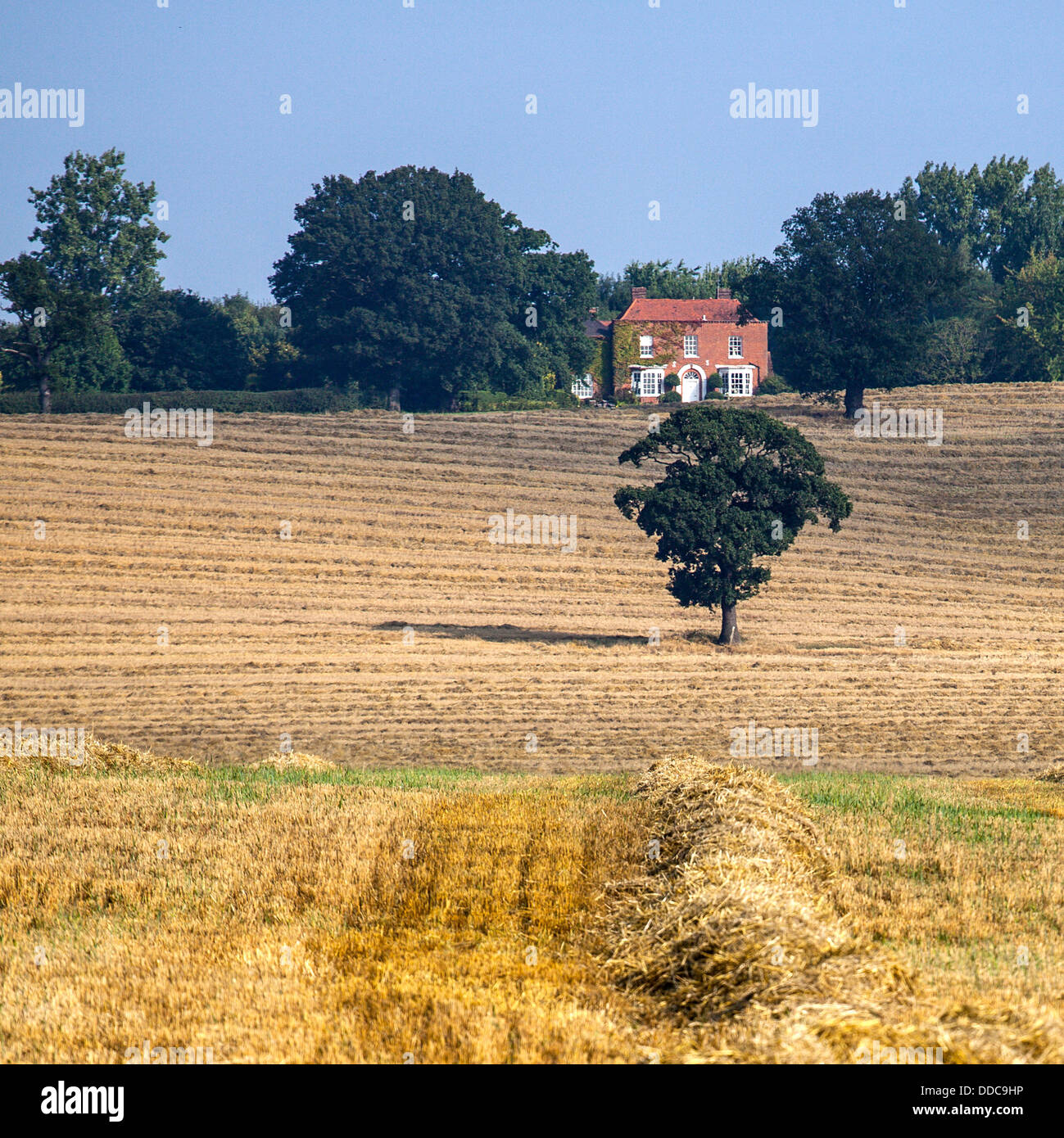 Baum im Feld mit Haus im Hintergrund Stockfoto