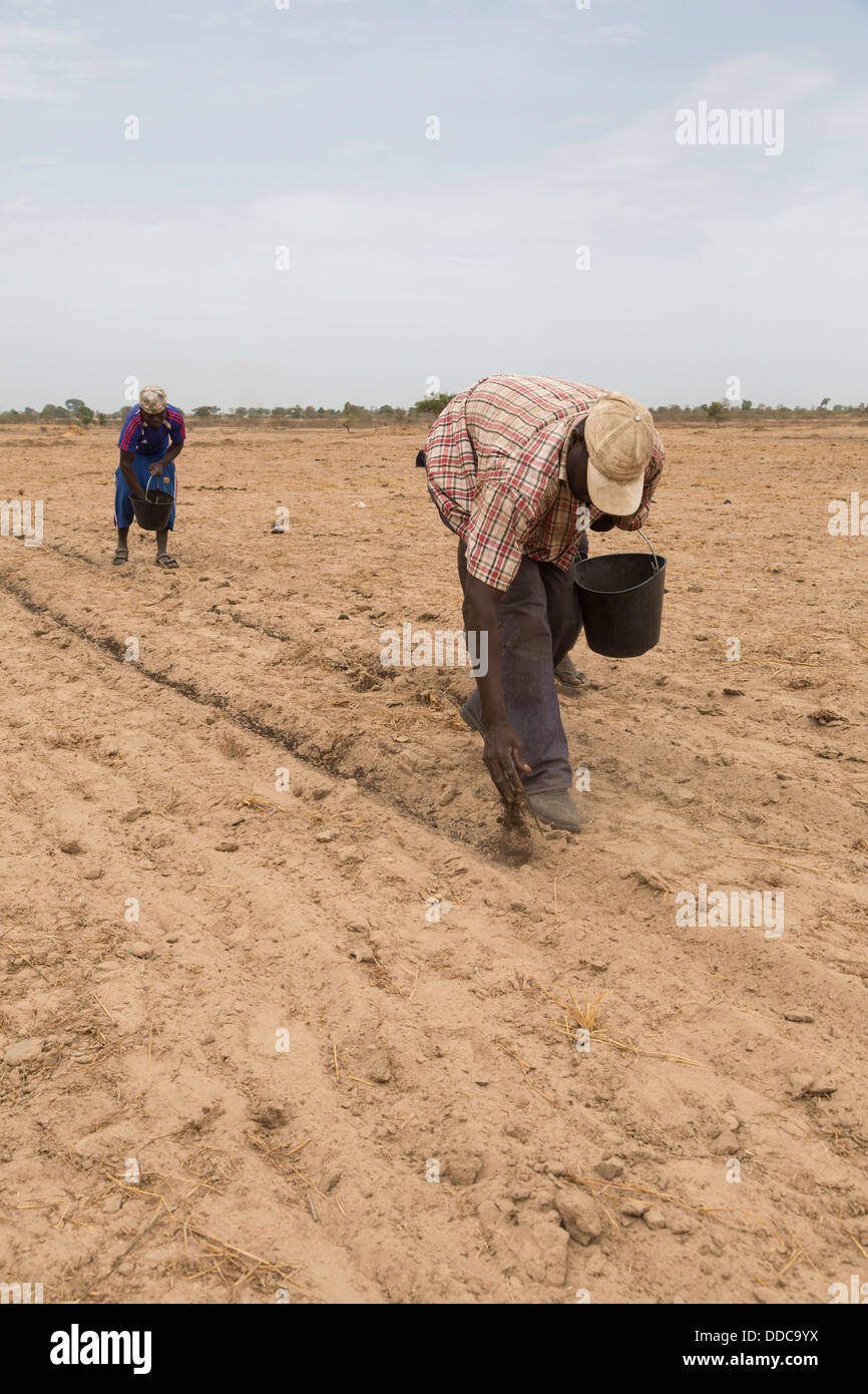 Hirse-Anbau. Verbreitung von Kompost Dünger von Hand, die alten, Rücken beugen, arbeitsintensive Weise. Kaolack, Senegal. Stockfoto