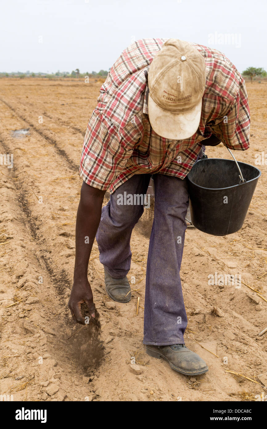 Hirse-Anbau. Verbreitung von Kompost Dünger von Hand, die alten, Rücken beugen, arbeitsintensive Weise. Kaolack, Senegal. Stockfoto