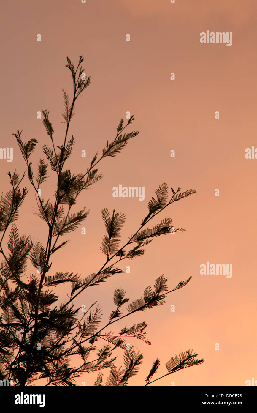 Baum-Silhouette gegen orangefarbenen Himmel Stockfoto