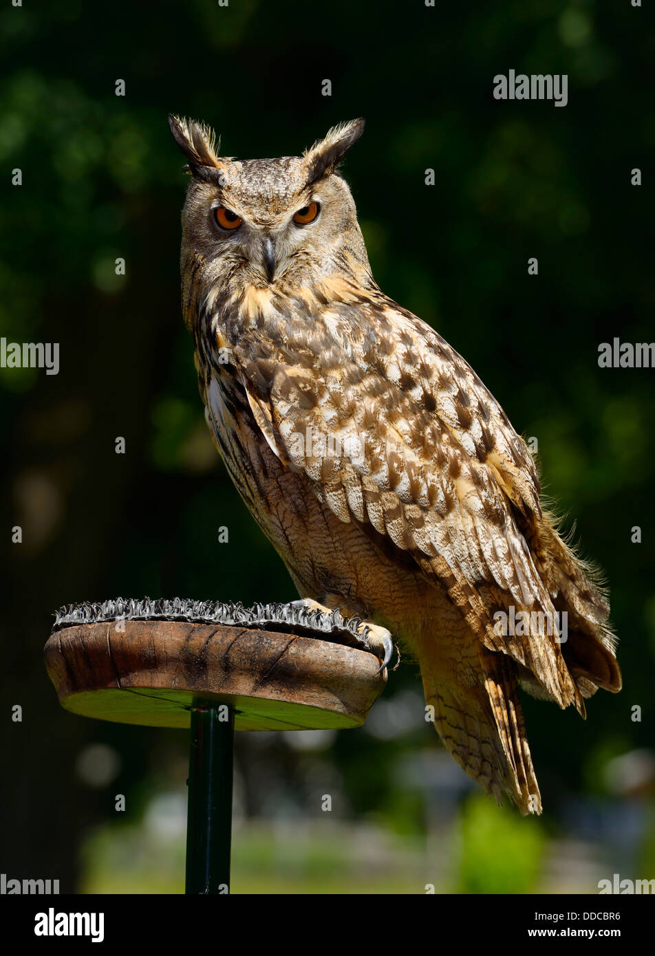 Great horned owl Raubvogel ruht auf einem Stand in einem Feld Ontario Stockfoto