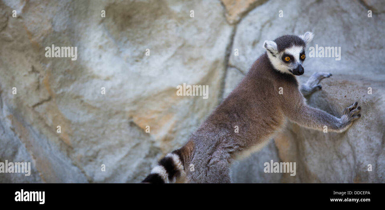 Lemur Kata (Lemur Catta) Stockfoto