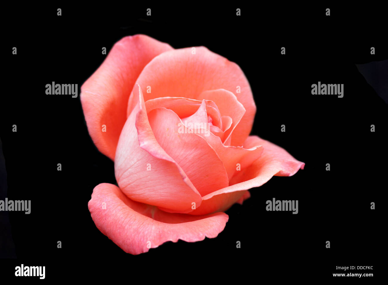 schöne rosa Rose in voller Blüte auf dunklem Hintergrund isoliert Stockfoto