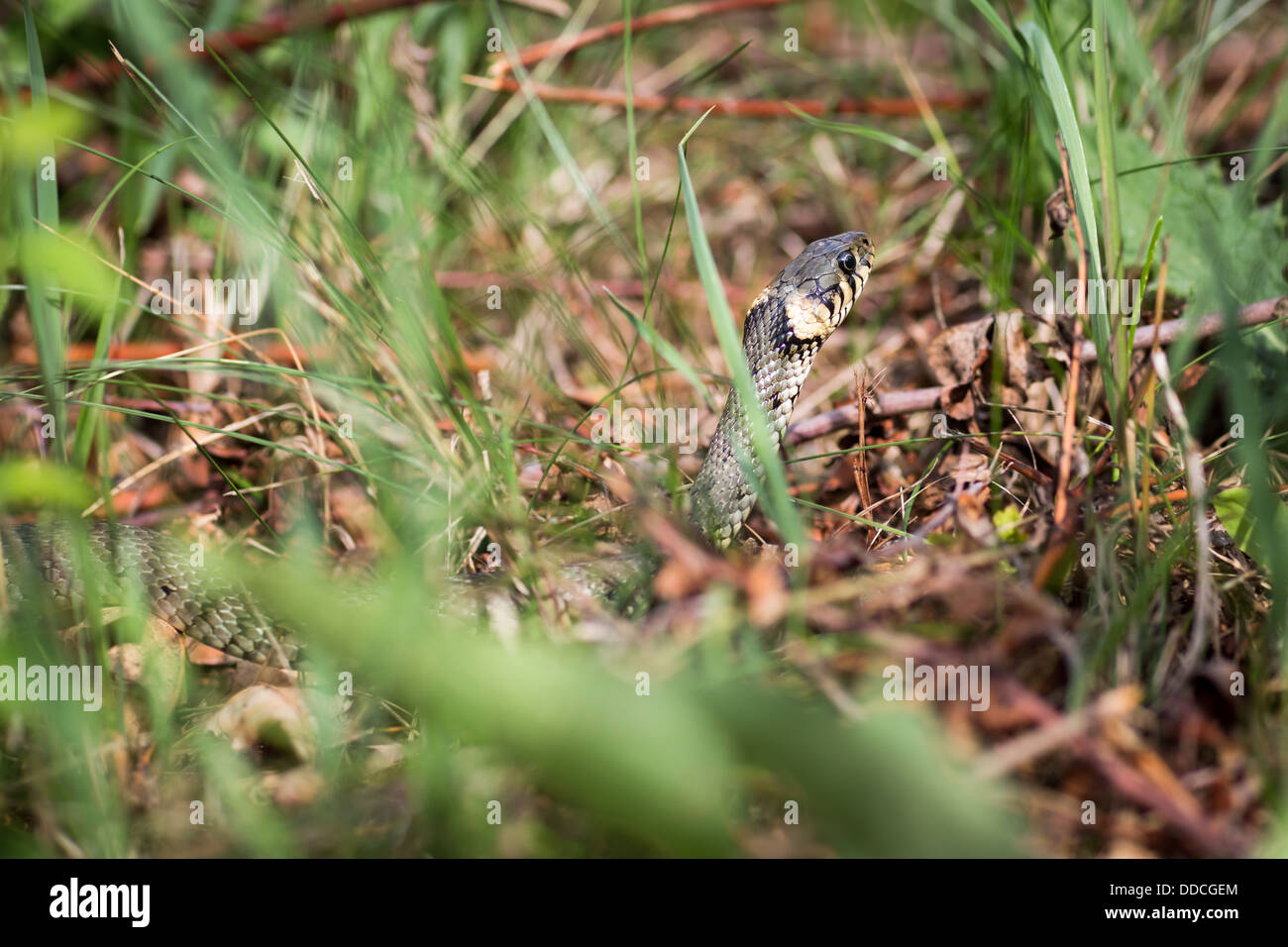 Ringelnatter (Aka Wasserschlange Natrix Natrix) Stockfoto