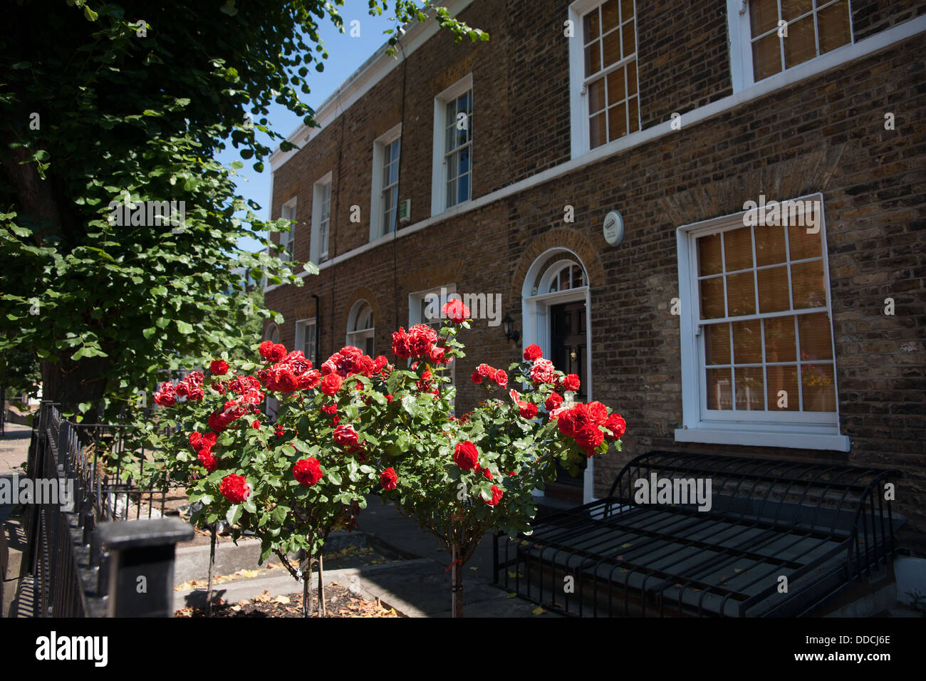 Vorortsheimen, Bow, London, Rosen im Garten, alten Backstein-Konstruktion mit doppeltem aufgehängt oder Schärpe Windows in der georgischen Architektur. Stockfoto