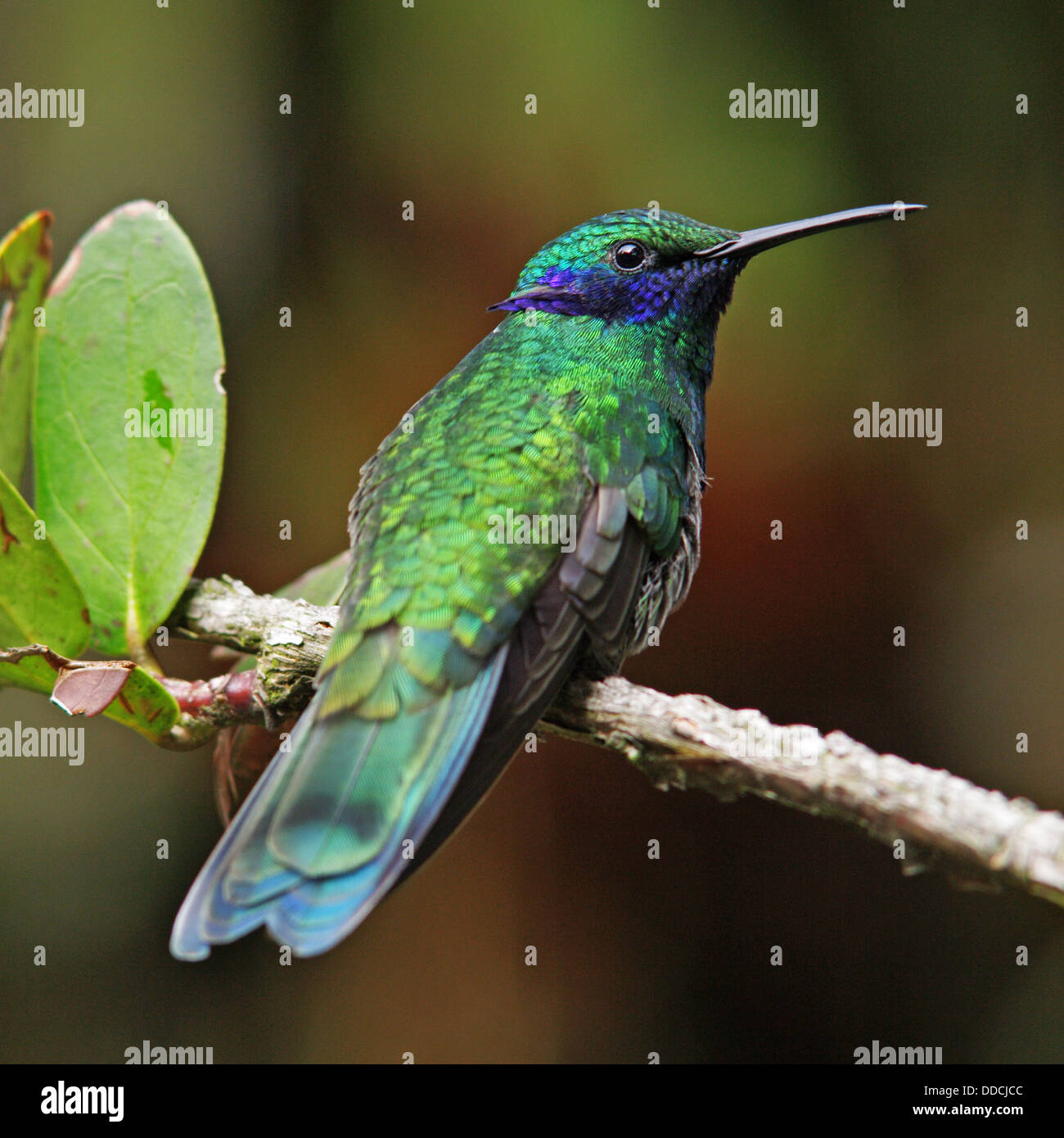 Funkelnde Violetear - Colibri coruscans Stockfoto