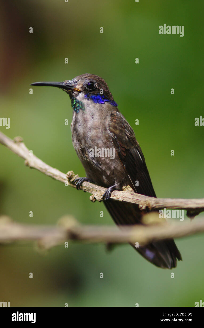 Braun Violetear - Colibri-delphinae Stockfoto