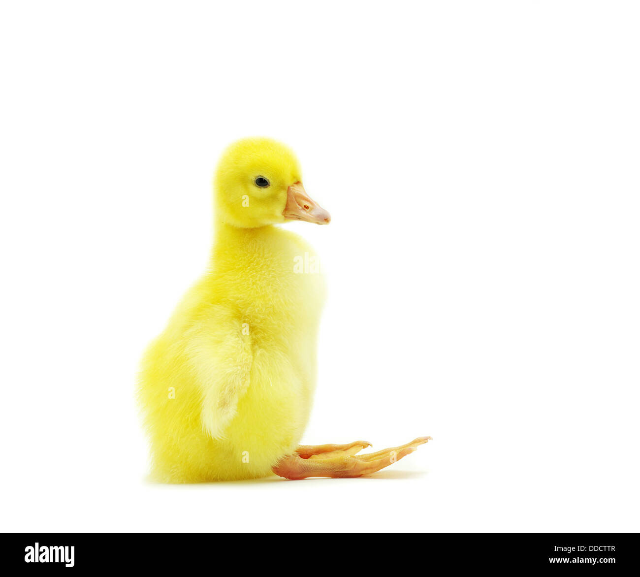 flauschige gosling Stockfoto