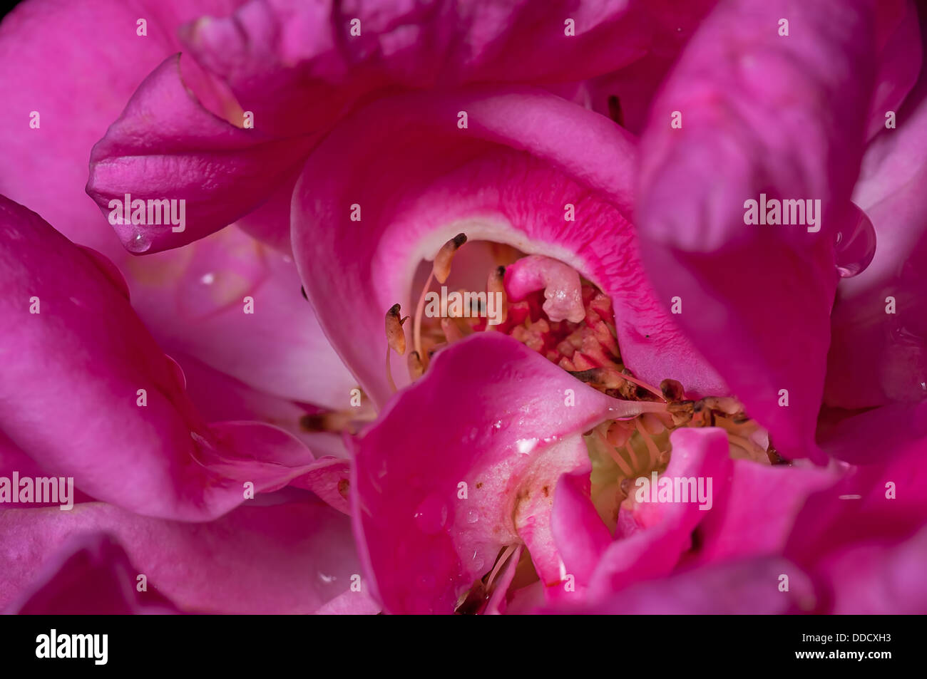 Extreme Nahaufnahme, rose, Wassertropfen auf Blütenblatt, rosa, innen, abstrakt Stockfoto