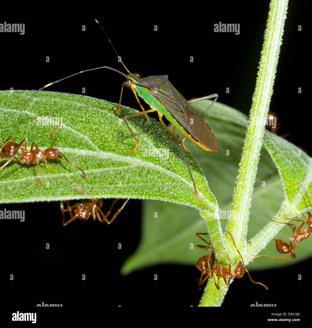 Schild-Fehler (Hemiptera) auf einem Blatt im Regenwald mit Ameisen, Ecuador Stockfoto