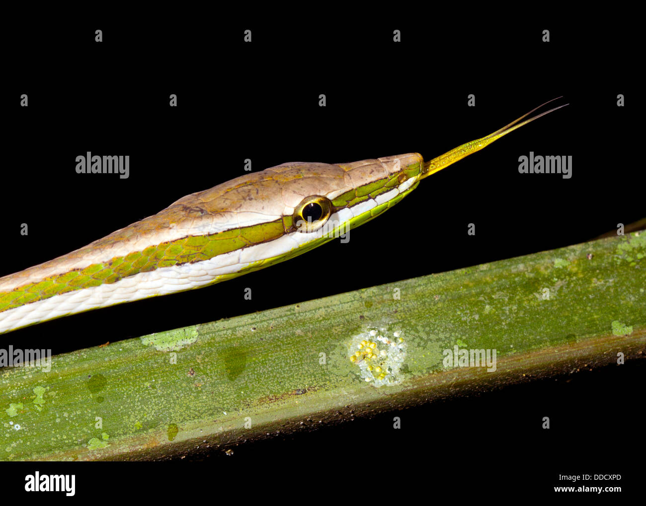 Rebe Schlange (Xenoxybelis Argenteus) Nahaufnahme des Kopfes, Ecuador Stockfoto