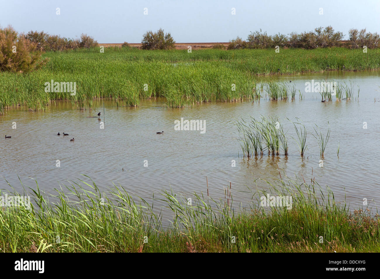 Sümpfe "Lucio de Las Gangas', Donana Nationalpark, Provinz Huelva, Region von Andalusien, Spanien, Europa Stockfoto