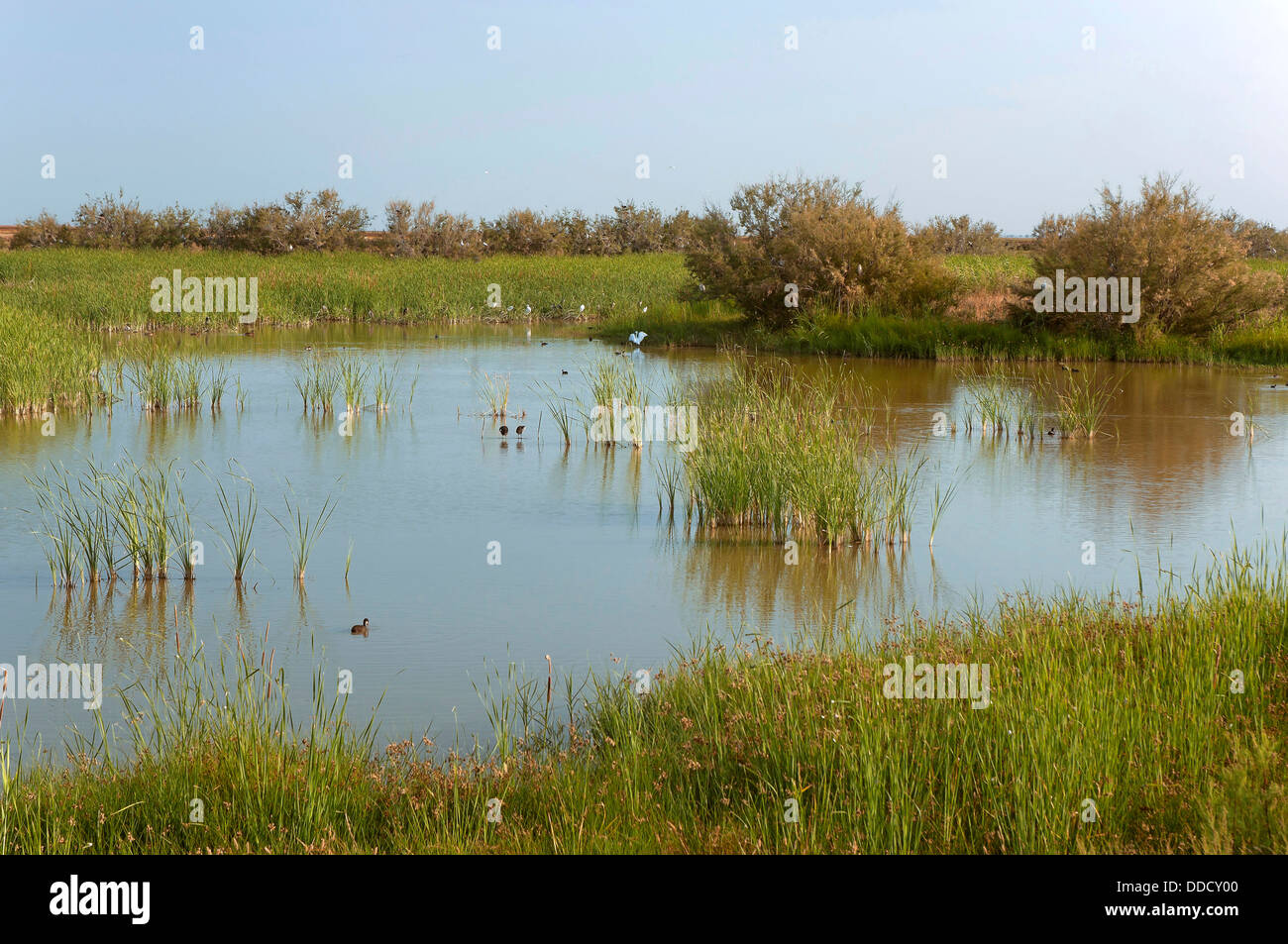 Sümpfe "Lucio de Las Gangas', Donana Nationalpark, Provinz Huelva, Region von Andalusien, Spanien, Europa Stockfoto