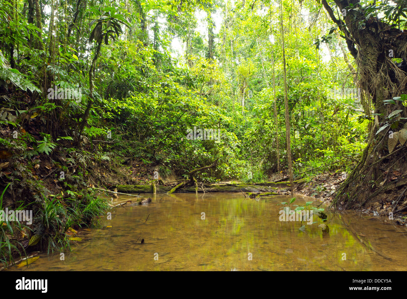 Einen schattigen Regenwald Stream im ecuadorianischen Amazonasgebiet Stockfoto