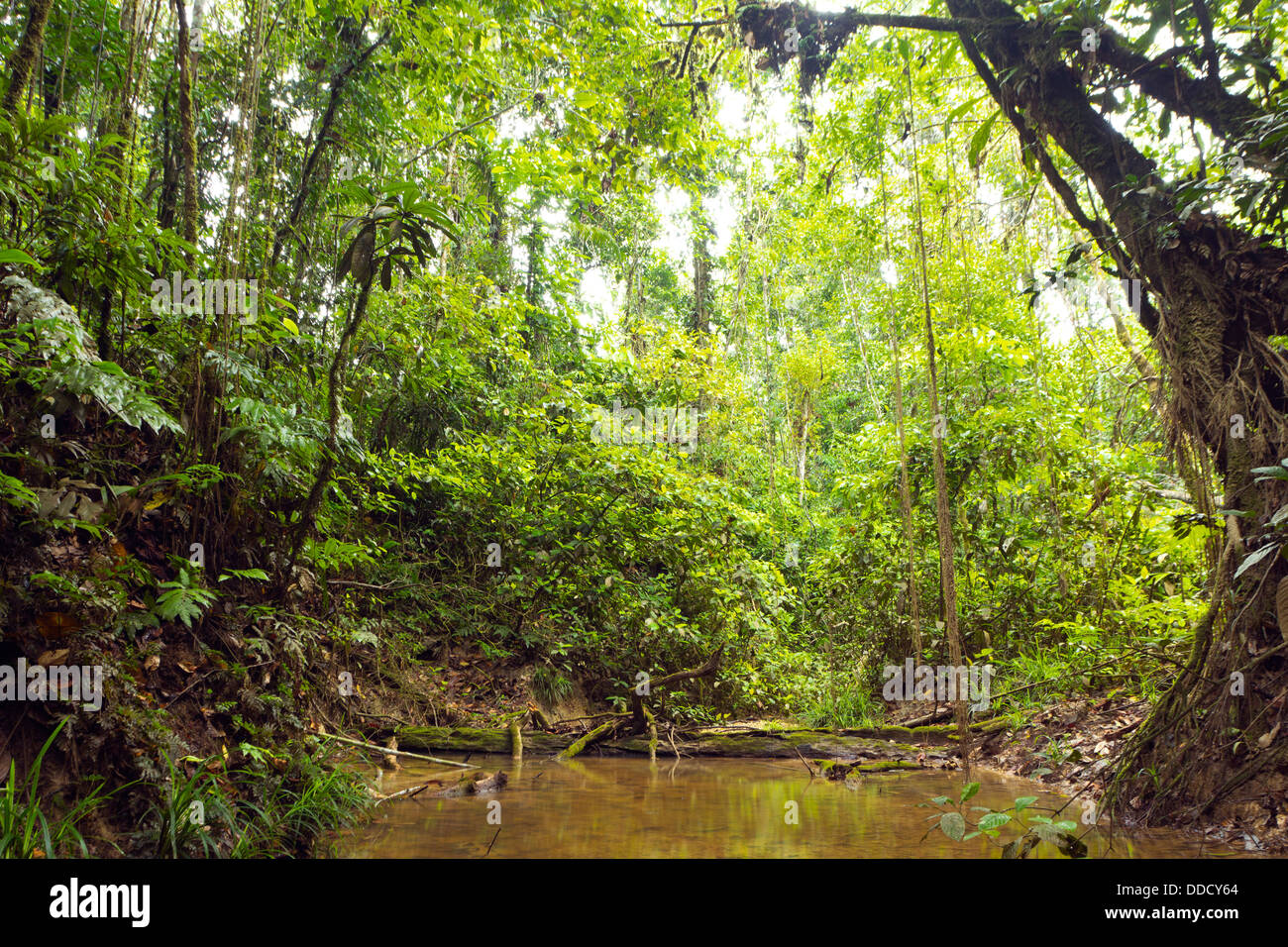 Einen schattigen Regenwald Stream im ecuadorianischen Amazonasgebiet Stockfoto