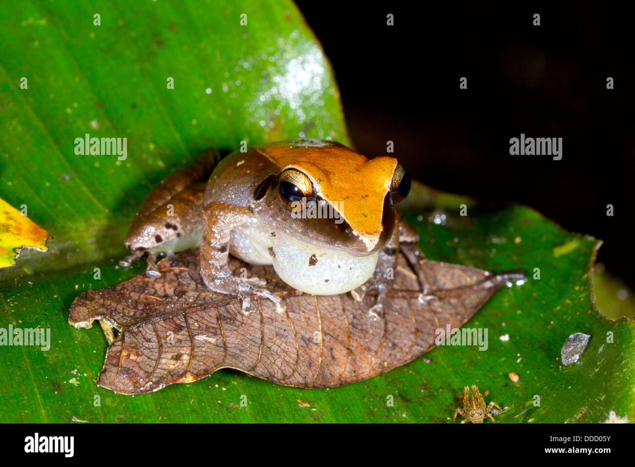 Peruanischen Regen Frosch (Pristimantis Peruvianus) männlich mit überhöhten vocal Sac schaut kleine Grashüpfer, Ecuador Stockfoto