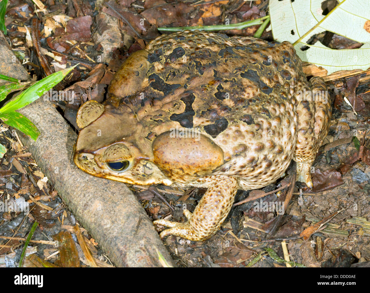 Eine große Cane Toad (Schädlingsbekämpfer Marina), Ecuador Stockfoto